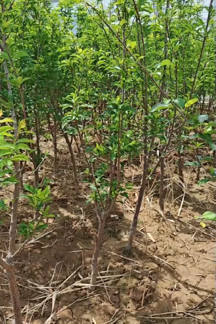 高度150厘米西梅