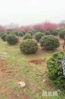 冠幅150厘米无刺枸骨球