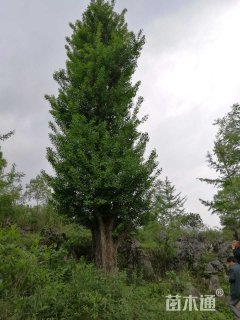 80公分银杏