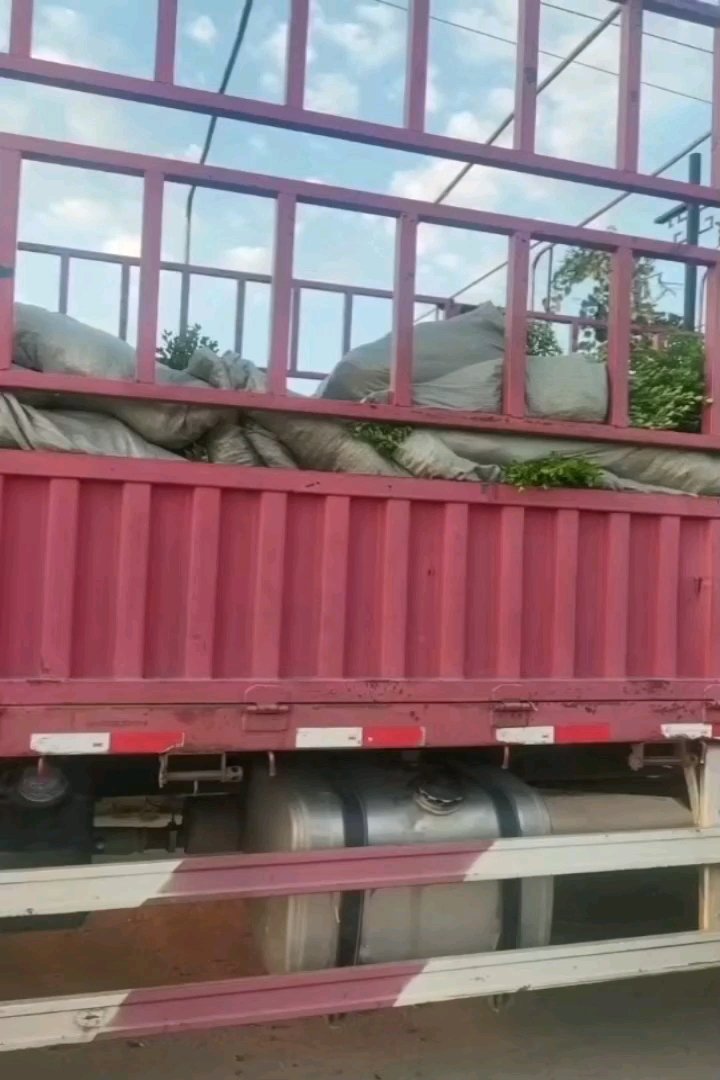 高度25厘米婆婆纳