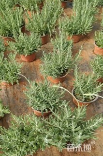 高度25厘米薰衣草