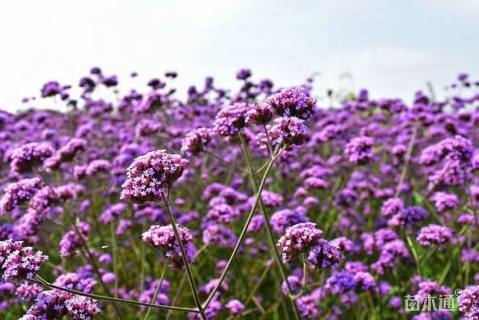 富长盛柳叶马鞭草种子