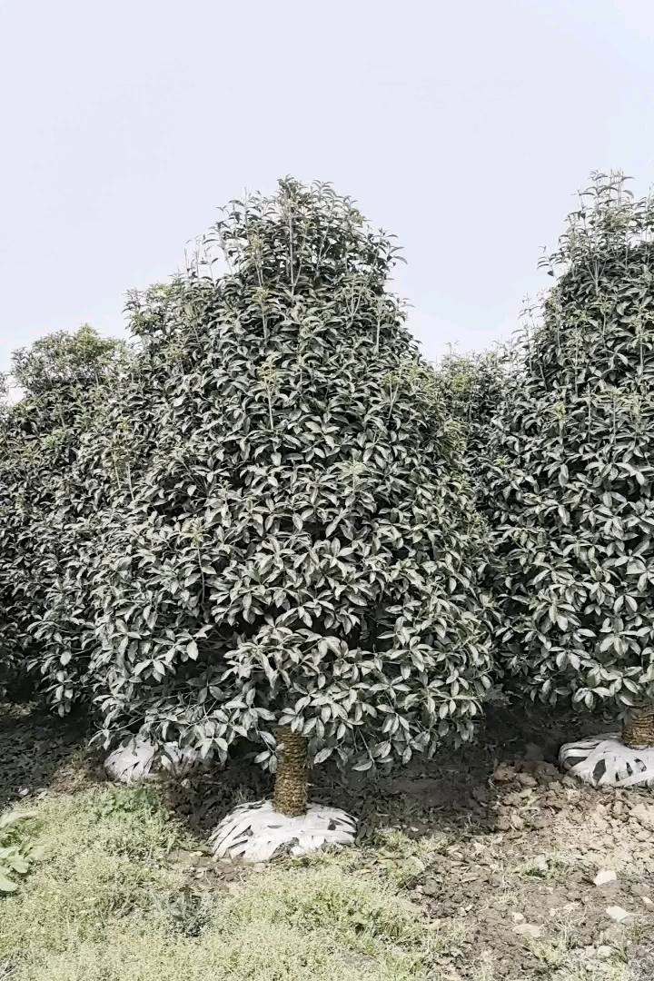 10公分桂花