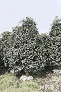 10公分桂花