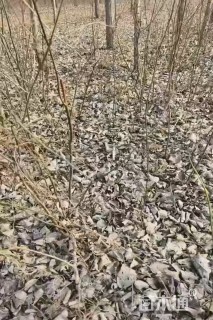 1公分构树