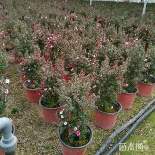 高度40厘米澳洲茶