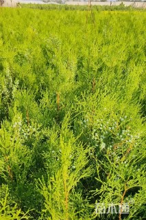 高度80厘米侧柏