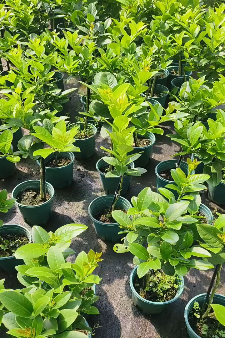 高度40厘米香水柠檬