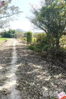 高度100厘米丛生木槿