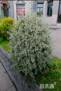 高度30厘米灌从石蚕