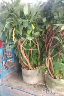 高度180厘米结香球