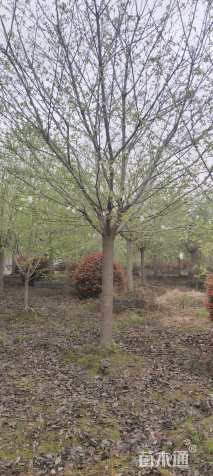 15公分高杆早樱