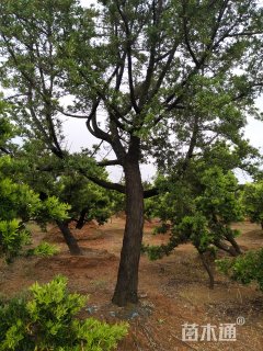 高度2000厘米刺柏
