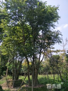 60公分丛生朴树