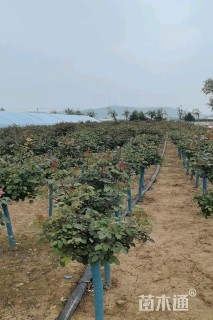 高度150厘米棒棒糖月季