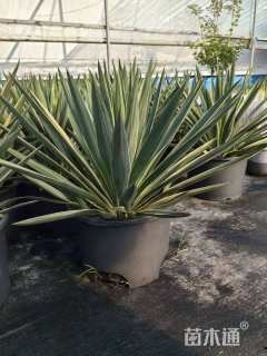 高度40厘米凤尾兰