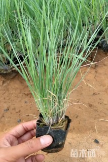 高度15厘米坡地毛冠草