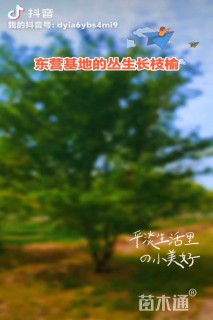 40公分长枝榆
