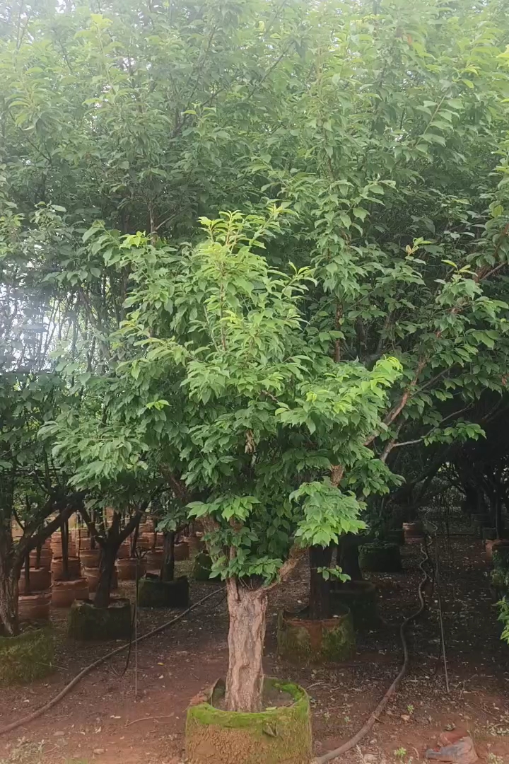 高度350厘米李子树