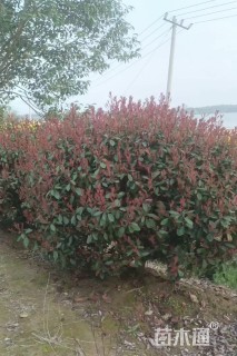 冠幅150厘米红叶石楠球