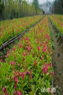 高度50厘米红王子锦带