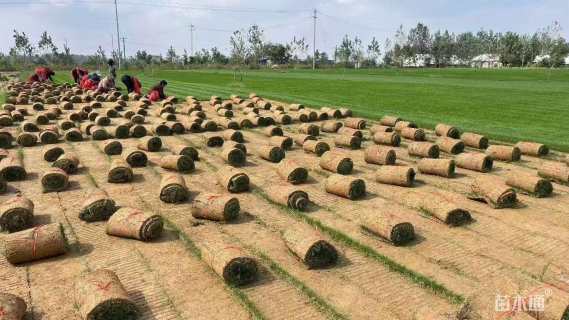 草卷状百慕大草