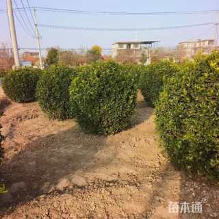 高度230厘米大叶黄杨