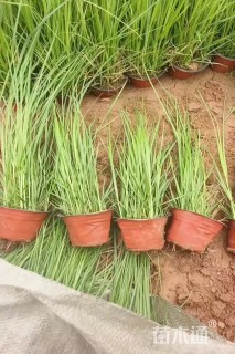 高度30厘米矮蒲苇