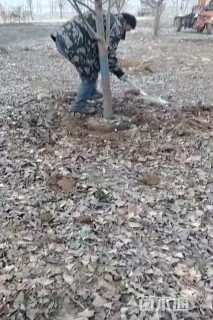 7公分樱花