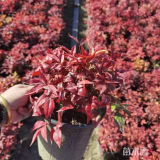 高度15厘米火焰南天竹
