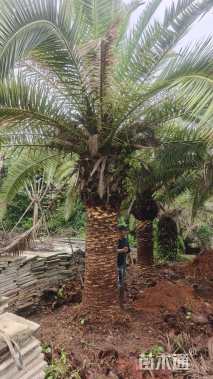 裸干高250厘米加拿利海枣