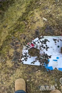 高度40厘米红花继木小苗