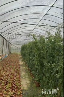 90厘米炮仗花