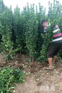 高度180厘米北海道黄杨