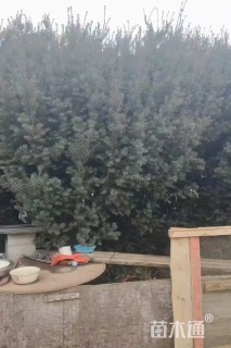 高度3000厘米曼地亚红豆杉