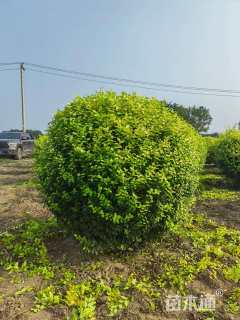 冠幅80厘米金叶女贞球