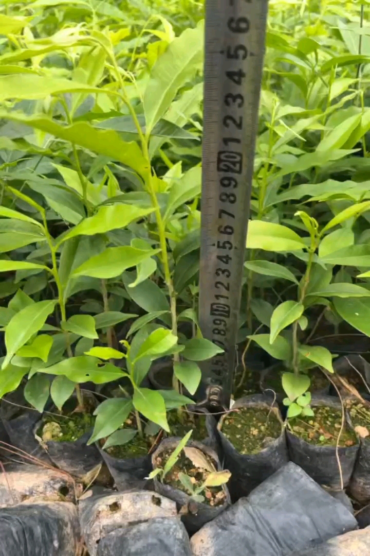 高度15厘米沉香小苗