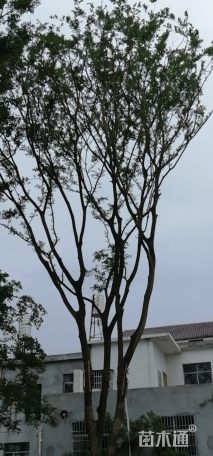 25公分朴树