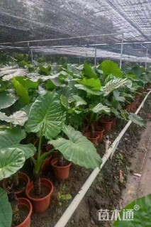 高度50厘米观音芋