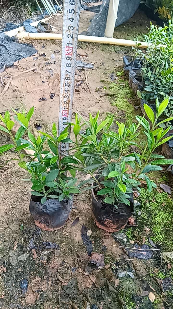 高度20厘米杜鹃