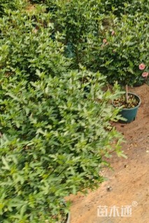 高度80厘米木槿