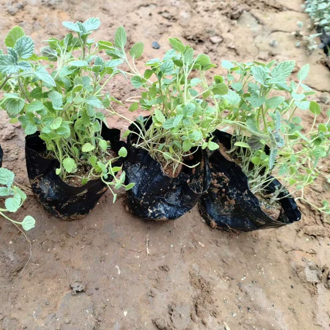 高度10厘米荆芥