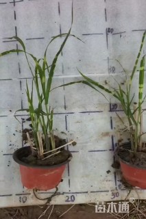 高度30厘米斑叶芒