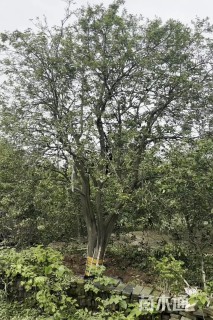 25公分(3杆)丛生香橼