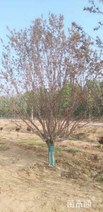 20公分绚丽海棠