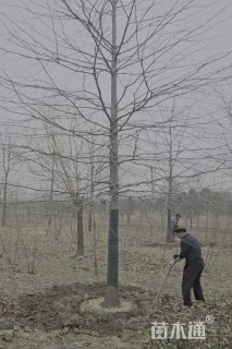 15公分娜塔栎