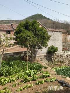 高度300厘米黄杨