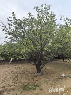 20公分山杏