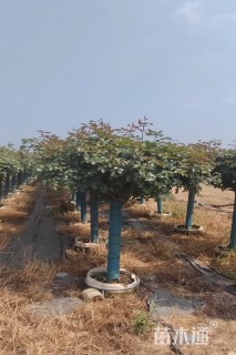 高度350厘米月季