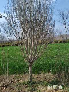 高度200厘米木槿